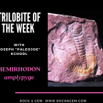 Trilobite of Week logo