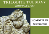 Trilobite of Week logo