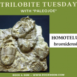 Trilobite of the Week: HOMOTELUS bromidensis Trilobite of Week logo