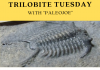 Trilobite of Week logo