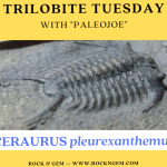 Trilobite of the Week: CERAURUS pleurexanthemus Trilobite of Week logo