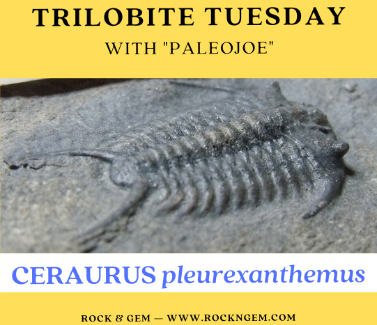 Trilobite of Week logo