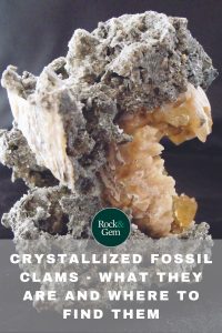 crystallized-fossil-clams