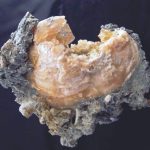 crystallized-fossil-clams