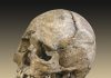 Mesolithic era skull