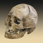 Mesolithic era skull