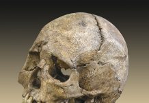 Mesolithic era skull