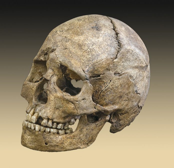 Mesolithic era skull