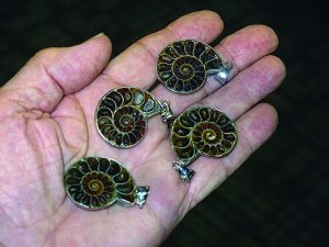 Pyritized ammonites