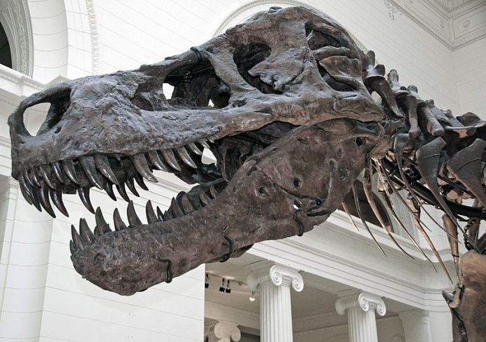Tyrannosaurus_rex_(theropod_dinosaur)_(Hell_Creek_Formation,_Upper_Cretaceous;_near_Faith,_South_Dakota,_USA)_13