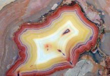 What are Agates? Fun Facts & Types fortification agate close up