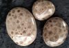 what-are-petoskey-stones