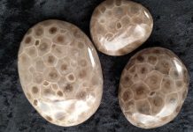 what-are-petoskey-stones