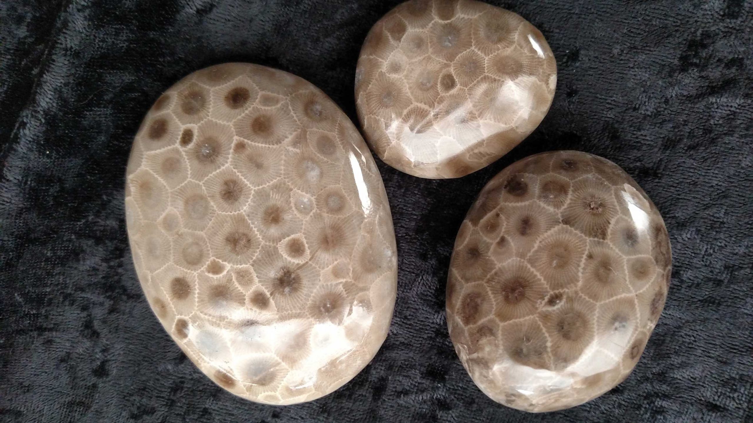 Petoskey Stones Where How to Find Them Rock Gem Magazine