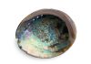 abalone-mother-of-pearl