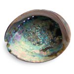 Abalone & Its Mother-of-Pearl: A Lapidary Gem abalone-mother-of-pearl