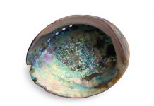 abalone-mother-of-pearl