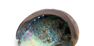 abalone-mother-of-pearl