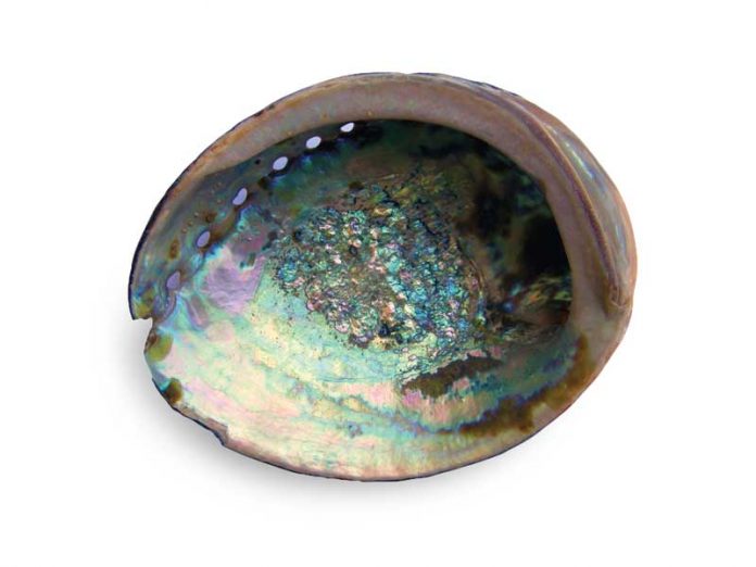 Abalone vs Mother of Pearl abalone-mother-of-pearl