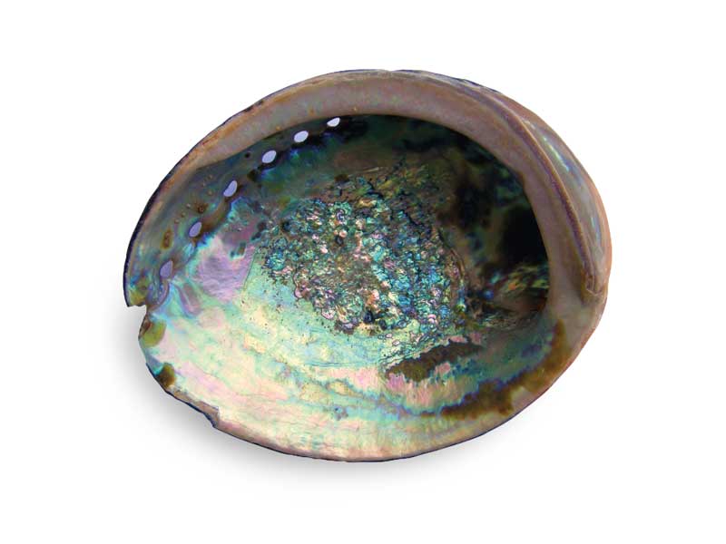 Abalone vs. Mother-of-Pearl: Are they the Same?