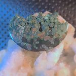 orbicular-bloodstone-jasper