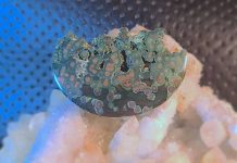 orbicular-bloodstone-jasper