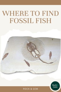 where-to-find-fossil-fish