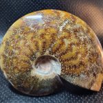 fossil-ammonite