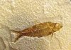 where-to-find-fossil-fish