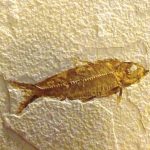 where-to-find-fossil-fish