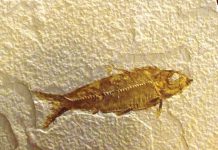 where-to-find-fossil-fish