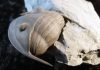Trilobite Fossils Explained trilobite fossil