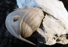 trilobite fossil