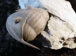 trilobite fossil