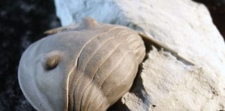 trilobite fossil