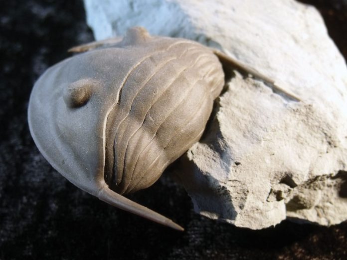 Trilobite Fossil what-are-trilobite-fossils