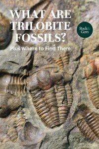 what-are-trilobite-fossils