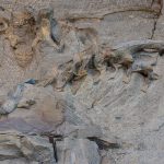 excavated dinosaur bones at dinosaur national monument one of the best national parks for fossil viewing