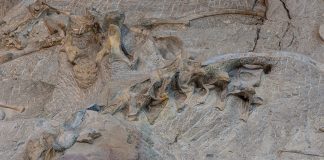 excavated dinosaur bones at dinosaur national monument one of the best national parks for fossil viewing