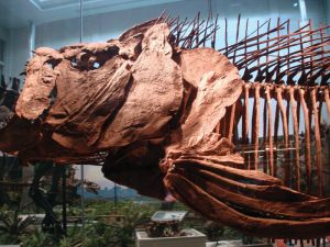 carnegie-museum-of-natural-history