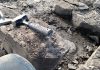 fossil hunting tools laid out on rocks that are being excavated
