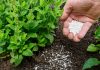 rocks-minerals-in-plant-growth