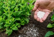 rocks-minerals-in-plant-growth