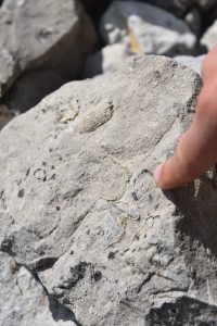fossils-in-the-rocky-mountains