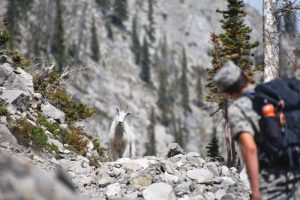 fossils-in-the-rocky-mountains