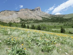 fossils-in-the-rocky-mountains