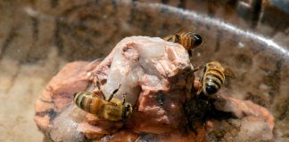 pollinator-rock-garden