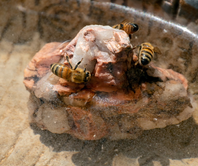 pollinator-rock-garden