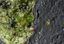 Peridot Mining: Peridot Mesa and Beyond Closeup of Large Peridot (1-2 cm olivine crystals) in Lherzolite xenolith enclosed by basalt, Peridot Mesa, San Carlos Apache Tribal Land, Arizona