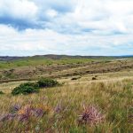 selenium-little-bighorn